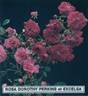 Dorothy Perkins rose photo