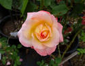 Little Darling rose photo