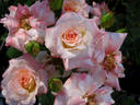 Little Darling rose photo