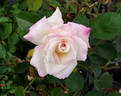 Love Me Tender rose photo