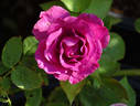 Love Potion ™ rose photo