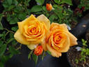 Magic Lantern rose photo
