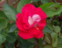 Majora rose photo