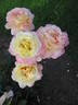 Mitsouko ® rose photo