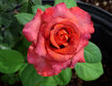 Mama Africa rose photo