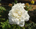 Maria Shriver ™ rose photo