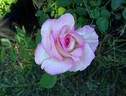 Marlon's Day rose photo