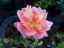 Marmalade rose photo