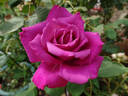 Mauve Melodee rose photo