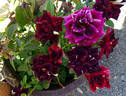 Memphis Music rose photo