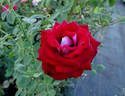 Midnight Magic ™ rose photo