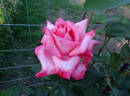 Miss Elvis rose photo