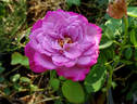 Monet rose photo