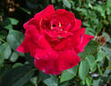 Monte Carlo Country Club rose photo