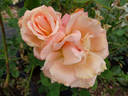 Morange rose photo