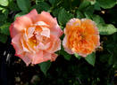 Morange rose photo