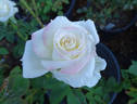 My Mary Ann rose photo