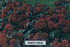 Robert Pineau rose photo