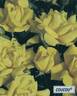 Coucou rose photo