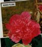 <i>P. officinalis</i> 'Rosea Plena' peony photo