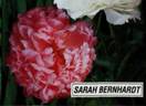 Sarah Bernhardt peony photo