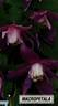 Macropetala clematis photo