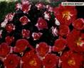 Jean Adrien Mercier ® rose photo