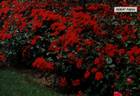 Robert Pineau rose photo