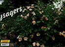 Smarty ® rose photo