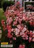 Baronne Surcouf rose photo