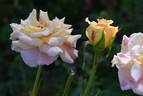 Talisman rose photo