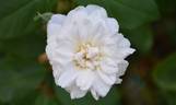 White Cécile Brunner rose photo