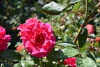 World's Fair rose photo