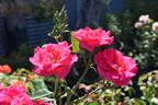 World's Fair rose photo