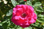 World's Fair rose photo