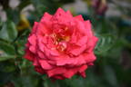 New Kleopatra rose photo