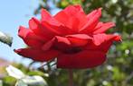 Obsession rose photo