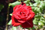Obsession rose photo