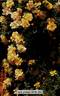 Royal Gold rose photo