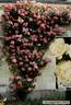 Odette Joyeux rose photo