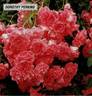 Dorothy Perkins rose photo