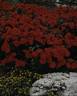 Orange Sensation ® rose photo