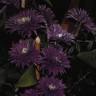 Multiblue clematis photo