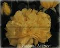 Toulouse-Lautrec ® rose photo