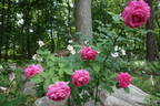 Iridescent Pink rose photo