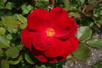 Poinsettia rose photo