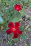 Poinsettia rose photo