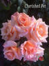 Cherished Pet rose photo