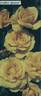 Amber Queen ® rose photo
