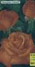 Christophe Colomb ® rose photo